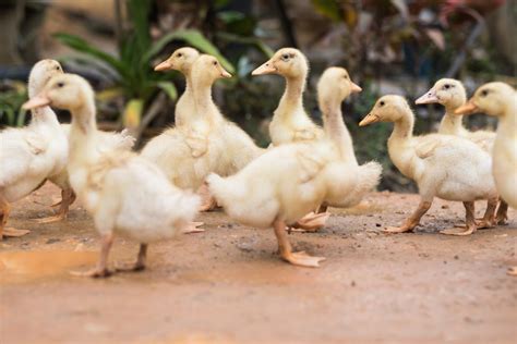 What To Feed Baby Ducks – iHerd