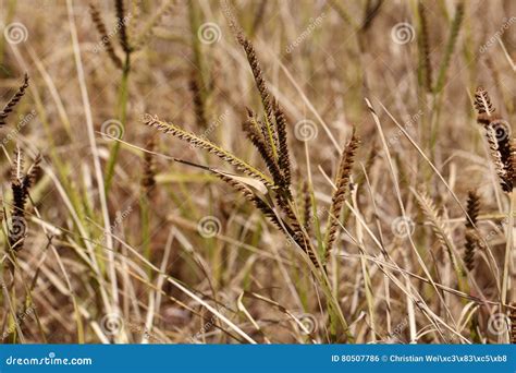Eleusine Coracana Or Finger Millet Plants. Royalty-Free Stock Photo ...