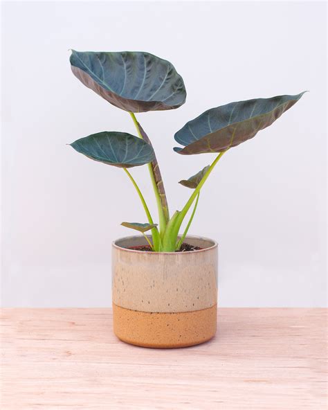 Alocasia Regal Shield L (Olifantsoor) online kopen | PLNTS.com
