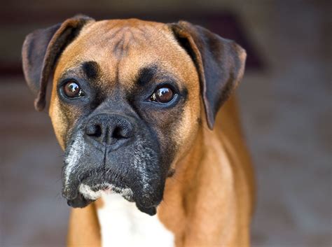 Boxer | Dog Size, Life Expectancy, Personality & Care | Britannica