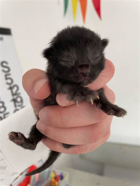 1 day old kitten : Eyebleach