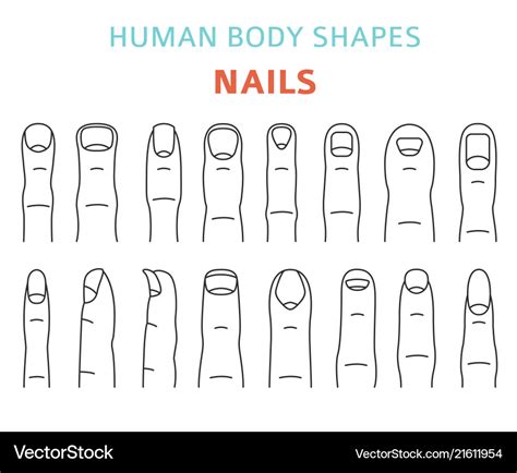 Human body shapes hand finger nail types set Vector Image