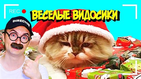 ВЕСЕЛЫЕ ВИДОСИКИ! 6 МИНУТ СМЕХА(ИЛИ НЕТ) - YouTube