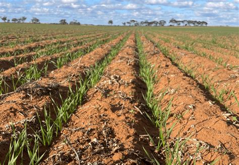 feedgrain focus grazier demand bolsters easing values grain central