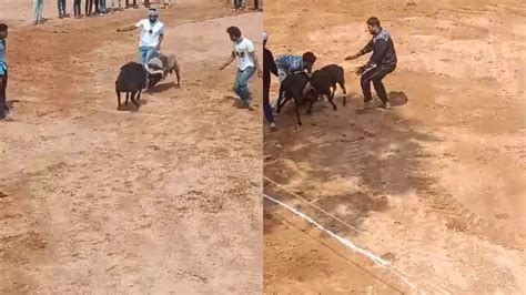 police raid ram fight venue  ramanagara village book  organisers