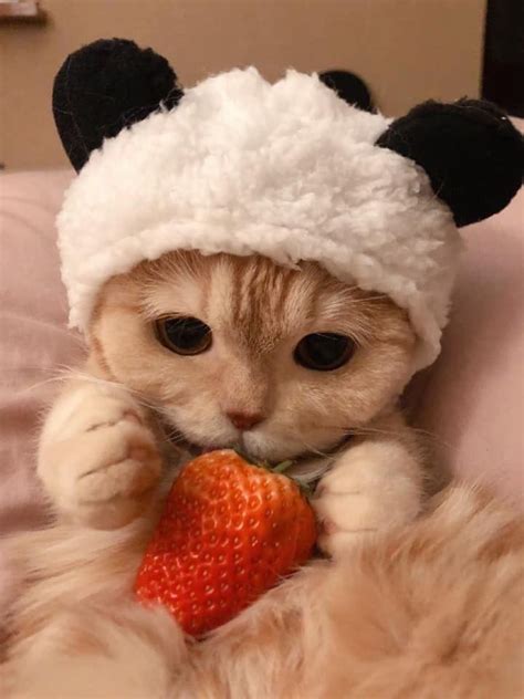 Pin on Kitten•-•