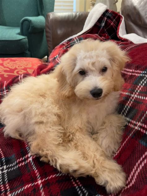 New beginnings dog rescue