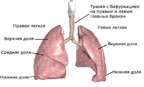 Ателектаз легкого: причины у детей, симптомы - Medside.ru