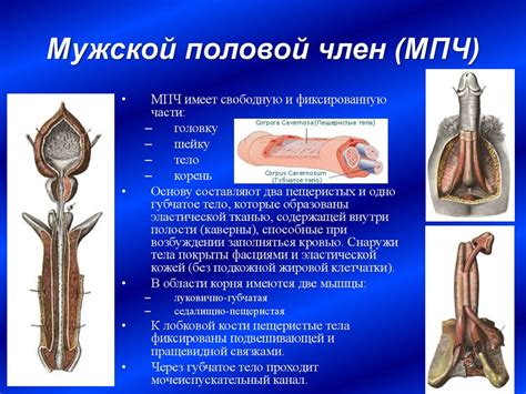 Функциональная анатомия органов мужской половой системы - презентация ...