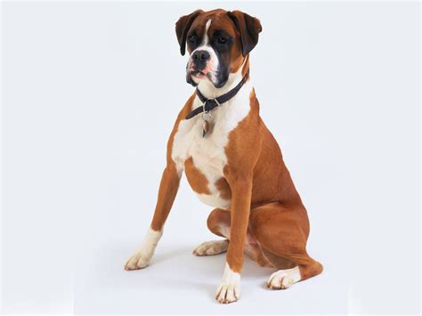 15 fotos en HD de perros tiernos para descargar | IMAGENES, FRASES ...