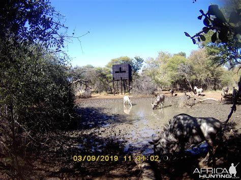 South Africa Trail Cam Pictures Blue Wildebeest & Kudu | AfricaHunting.com
