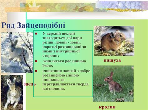Різноманітність ссавців - презентация онлайн