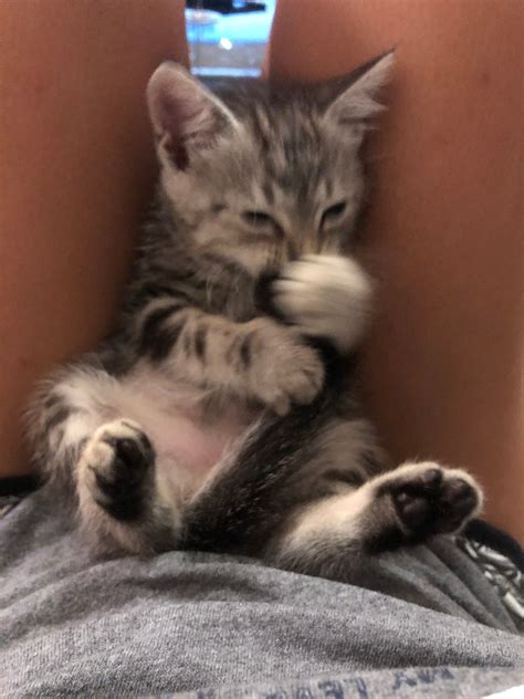 Why Kittens Sleep So Much: Vet-Approved Guide to Healthy Growth – Purrz