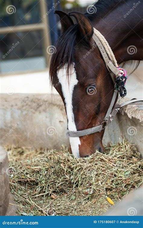 feeding marwari  bay stallion indian authentic horse breed