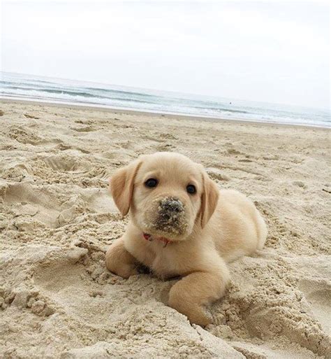 Seal pup : r/dogpictures