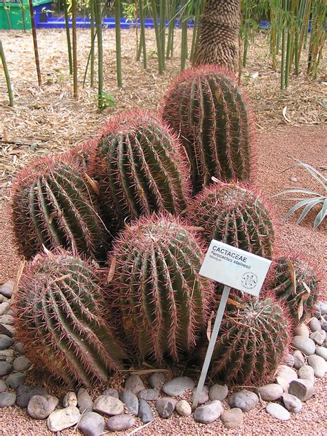 Barrel Biznaga (Ferocactus stainesii)