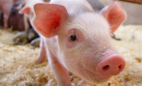 ag facts pigs pork swine oklahoma agriculture   classroom
