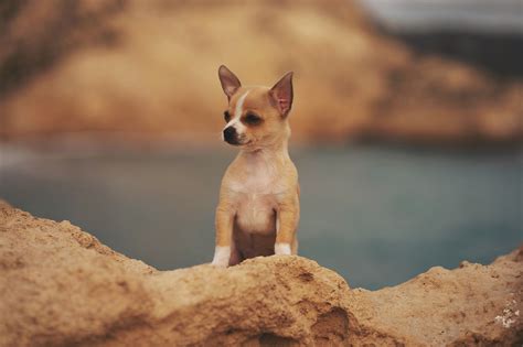 Dog Chihuahua Pet - Free photo on Pixabay - Pixabay