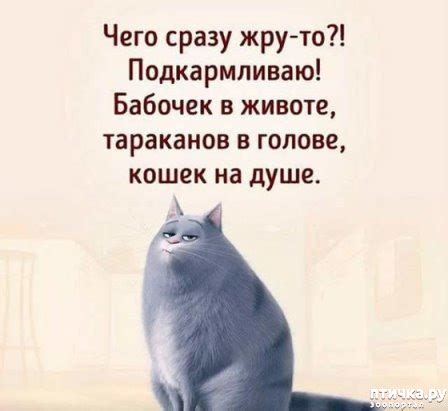 Славянские кошачьи имена — обсуждение в группе "Кошки" | Птичка.ру