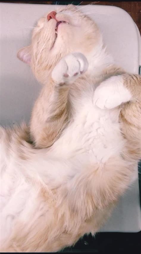 Cat snoring 😴 🐈 - One News Page VIDEO