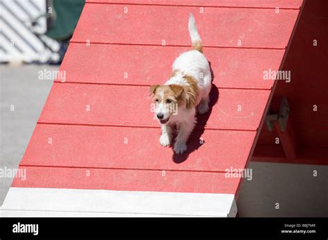 dog agility competition Stock Photo - Alamy