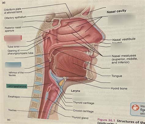 structures of upper respiratory tract Diagram | Quizlet