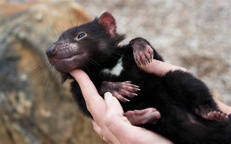 Tasmanian devil baby wallpaper | 2880x1800 | #14410