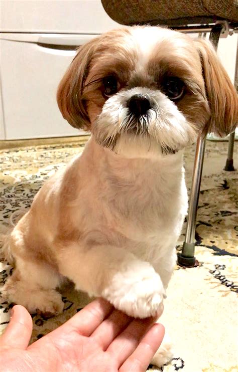 12 Holly Haircuts ideas in 2025 | shih tzu dog, shih tzu haircuts, shih tzu