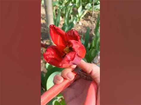 Что делать когда тюльпаны отцвели. - YouTube