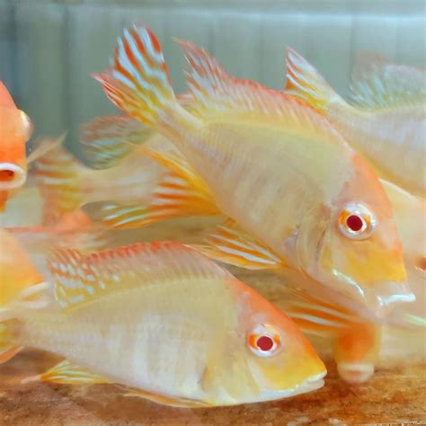 albino red head tapajos geophagus cichlid geophagus sp predatory fins
