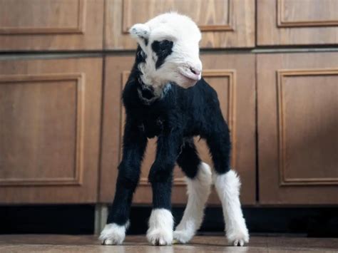 Can Sheep And Goats Breed? What You Should Know - SheepCaretaker