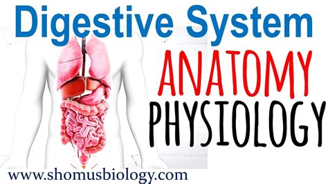 digestive system anatomy  physiology digestive system lecture