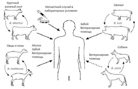 Бруцеллез – симптомы и признаки у человека, фото