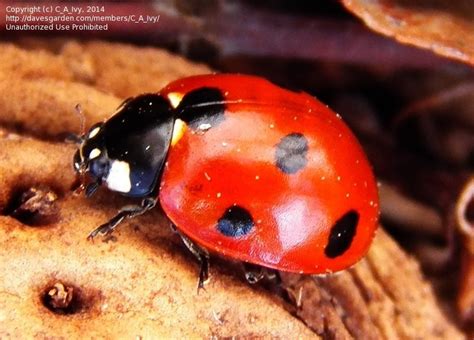 bug pictures  spotted lady beetle ladybug ladybird coccinella