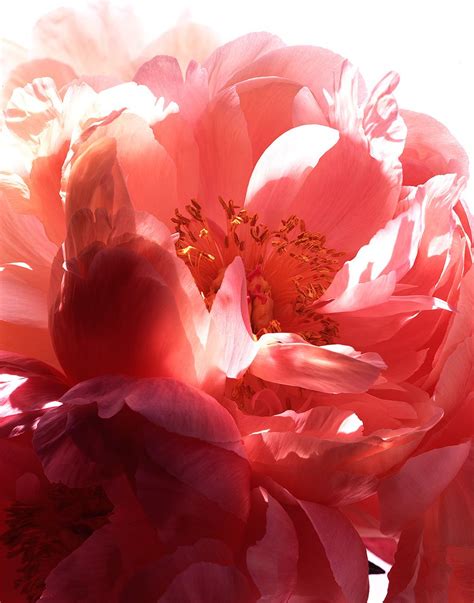 GENTL AND HYERS PHOTOGRAPHY | BOTANICALS | 10 | Beautiful flowers ...