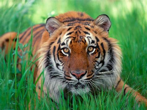 Sumatran Tiger