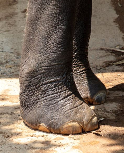 Large Elephant Feet Close Up Stock Image - Image of mammal, thailand ...