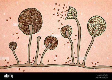 Mucor mould, illustration Stock Photo - Alamy