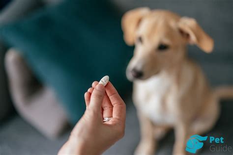 🐶Как быстро вывести блох у собаки? Профилактика блох у собаки и ...