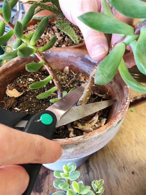 How to care for your succulent over time – Artofit
