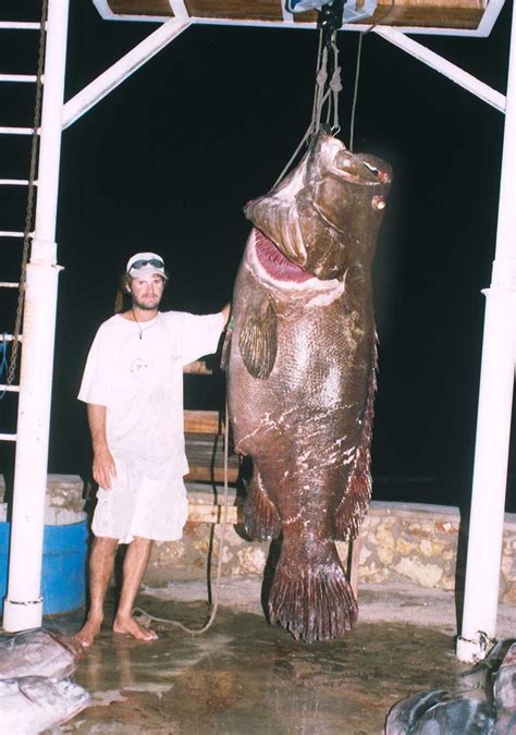 Giant Grouper