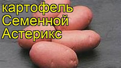 Картошка Восторг Описание Сорта Фото – Telegraph