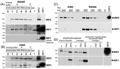 Optimization of Biotinylated RNA or DNA Pull-Down Assays for Detection