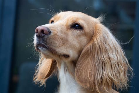 The Countryside Vet - Same Day Progesterone, Progesterone Blood Test