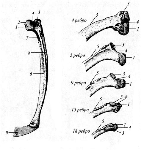 2. Костная система. Скелет