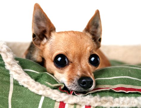 12 Facts About Deer Head Chihuahuas - I Love My Chi