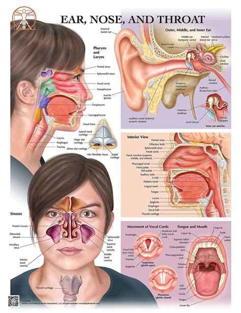 Ear, Nose and Throat