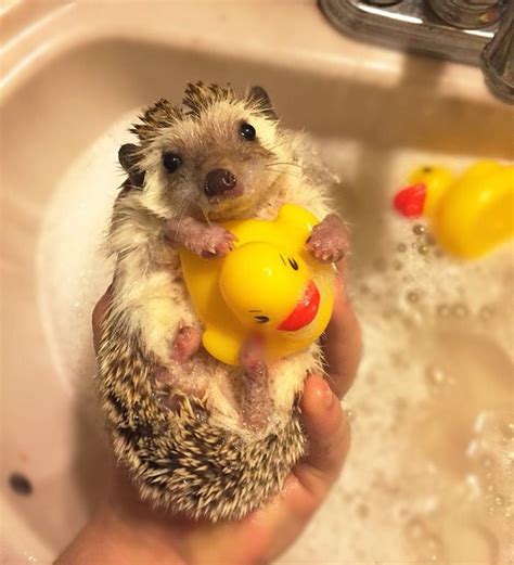 Cute Hedgehog | Cute hedgehog, Cute little animals, Cute funny animals