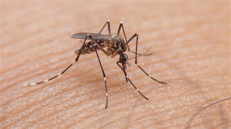 Dengue fever: What is it and how does it spread? | World News | Sky News