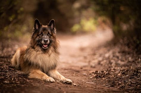 Premium Photo | Dog playing in nature